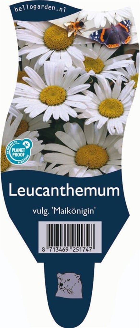 Leucanthemum vulgare 'Maikönigin' - P11
